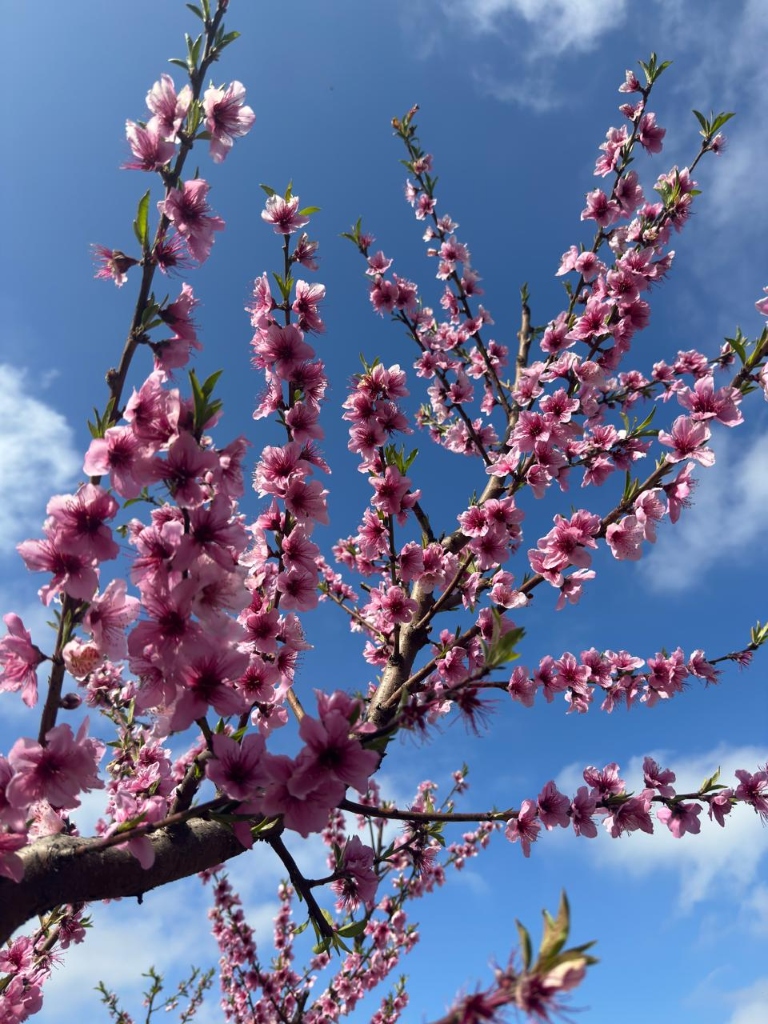 Flores de durazno en San Pedro